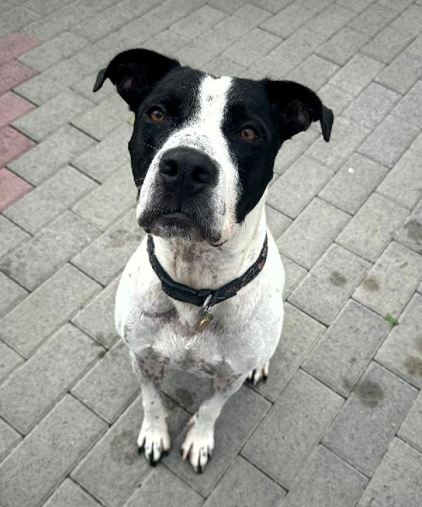 BLACK GENTILCANE Foto 4